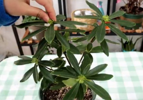 瑞香的香味有毒吗