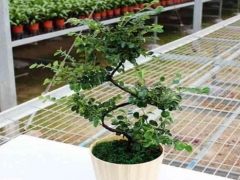珍珠梅种多久才开花