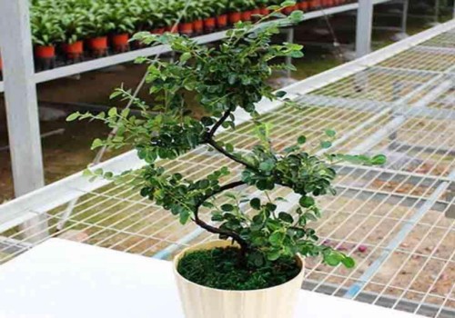珍珠梅种多久才开花