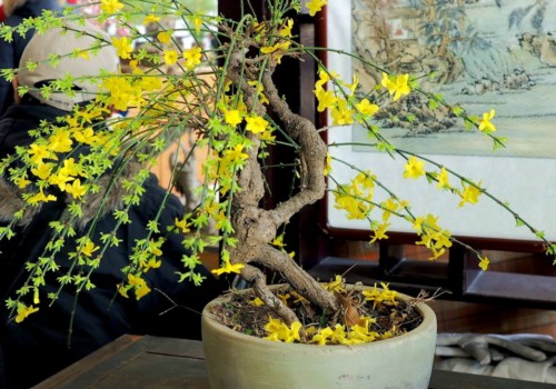 迎春适合开花的温度