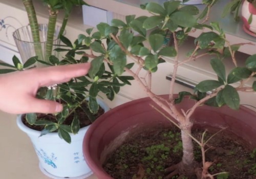 盆栽桂花什么品种最好
