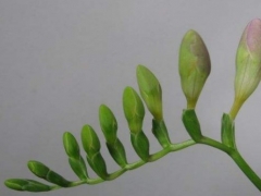 香雪兰从哪里出花苞