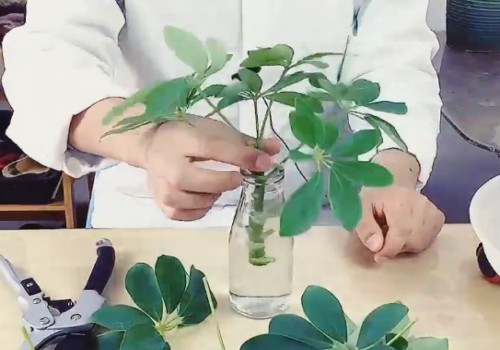 鸭脚木好养活吗