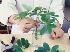 鸭脚木好养活吗
