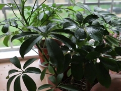 鸭脚木根系发达吗