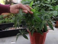 鹅掌柴可以长多大