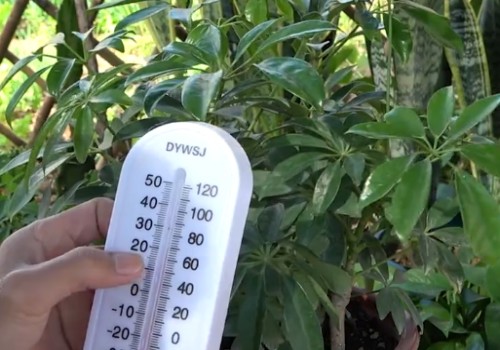鸭脚木适合什么温度 能承受的最低温度是多少