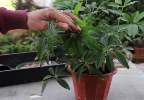 鹅掌柴可以长多大