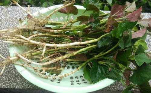 鱼腥草的副作用
