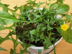 蒲公英可以移栽吗