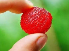 杨梅的功效与作用