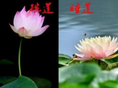 睡莲和碗莲有什么区别