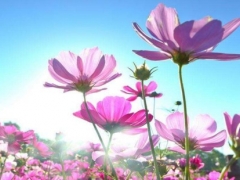 格桑花的花期有多长
