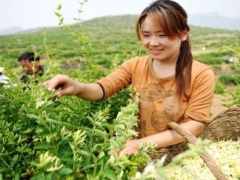 金银花什么时候采摘