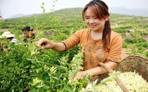 金银花什么时候采摘