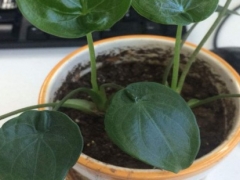 尖尾芋可以养在室内吗