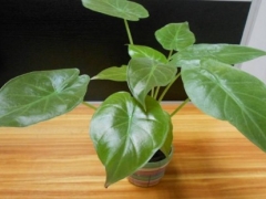 尖尾芋有毒吗