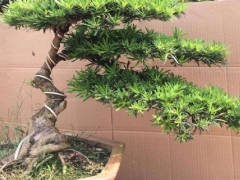 罗汉松适合北方种殖吗