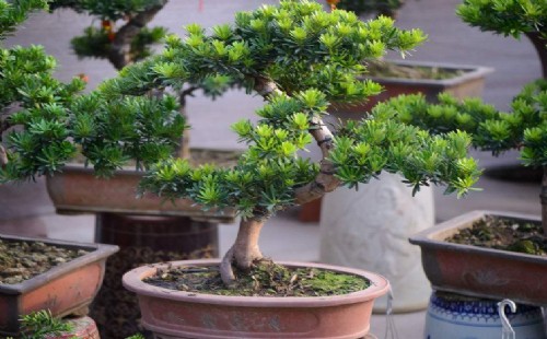 山东室外能种植罗汉松吗
