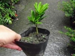 罗汉松移栽易成活吗