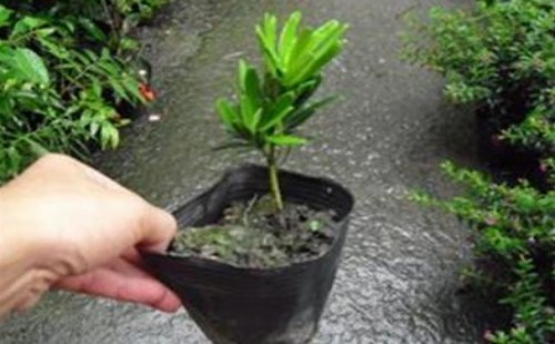 罗汉松移栽易成活吗