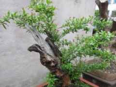 石榴树没根或根很少能栽活吗
