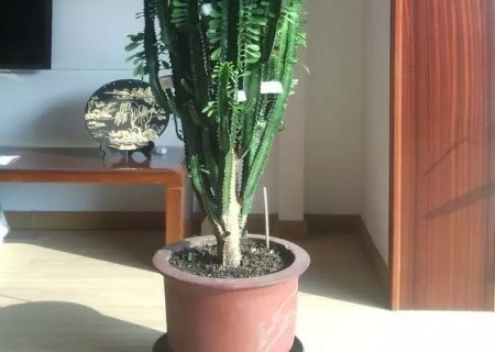 龙骨花适合在家里养吗