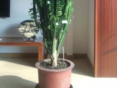 龙骨花适合在家里养吗
