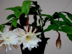 昙花插扦后几年能开花