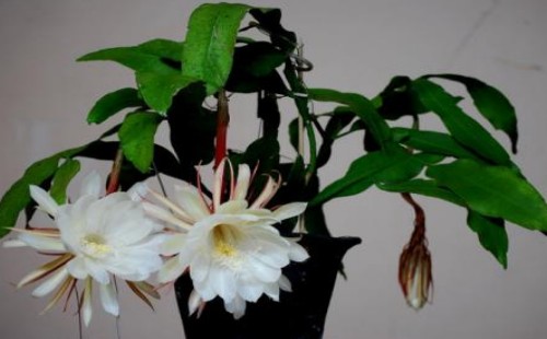 昙花插扦后几年能开花