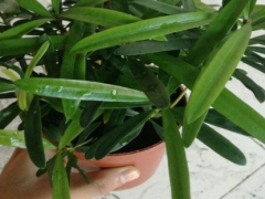 罗汉松根系发达吗