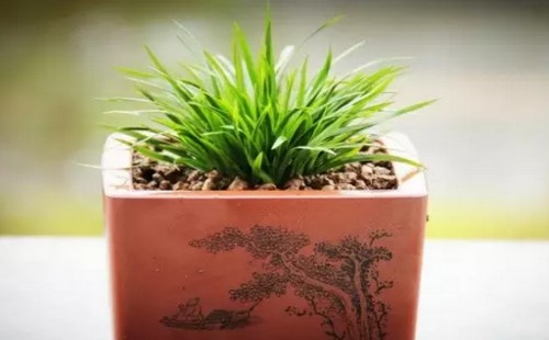 菖蒲用浅盆还是深盆 用有孔还是无孔盆