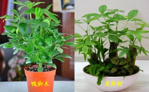 家庭盆栽鸭脚木好还是发财树好