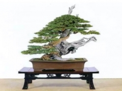 雀梅盆景生长环境要求