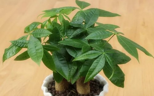 发财树的生长环境