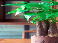 发财树耐寒吗