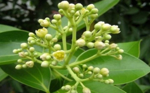 平安树几年能开花结果