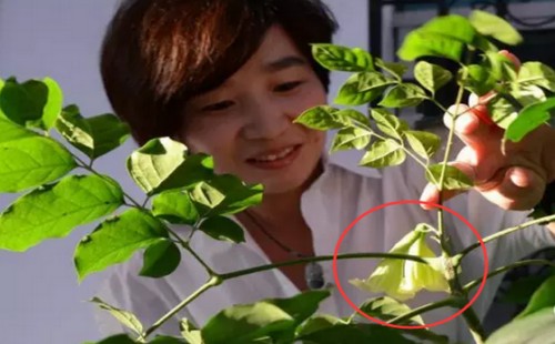 平安树会不会开花 开花好不好