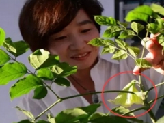 平安树会不会开花 开花好不好