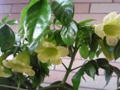 幸福树什么时候开花 开花后会结果吗