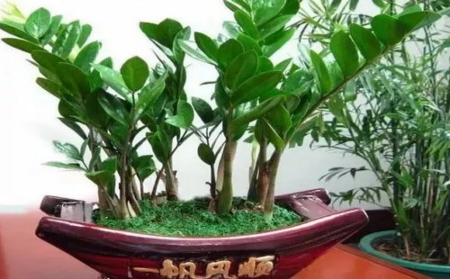 金钱树到底有没有毒