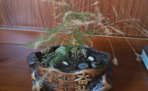 文竹夏天放浴室可以吗