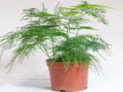 文竹的寿命多长