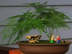 文竹生长快吗