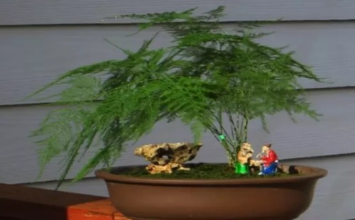 文竹生长快吗