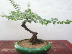雀梅盆景在北方能种养吗