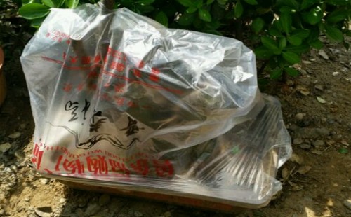 雀梅北方的越冬温度