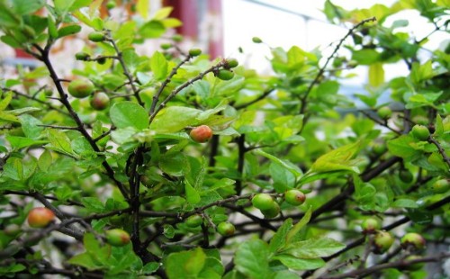 雀梅什么时候开花结果
