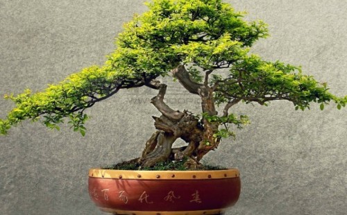 雀梅四季常绿吗