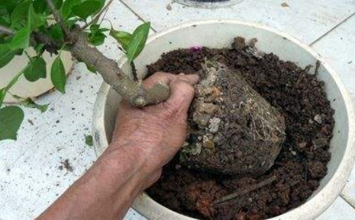 三角梅根系深吗